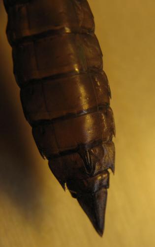 Réf. 73 318 : Aeshna juncea