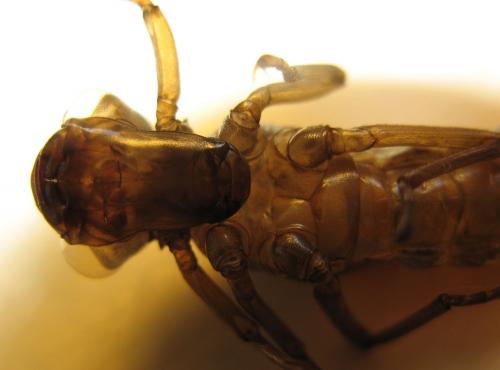 Aeshna juncea