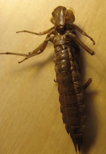 Aeshna sp.