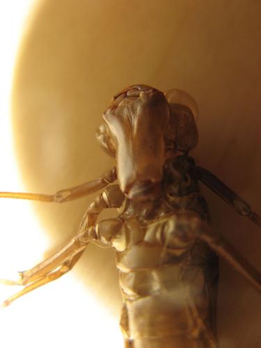 Aeshna sp.