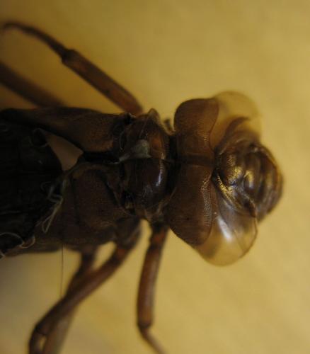 Aeshna sp.