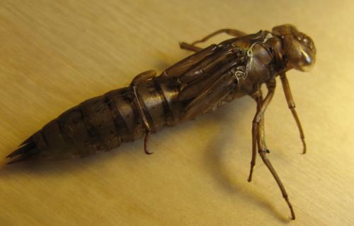 Réf. 73 327 : Aeshna sp.