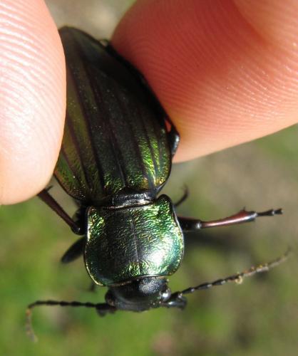 Carabus auronitens montanus