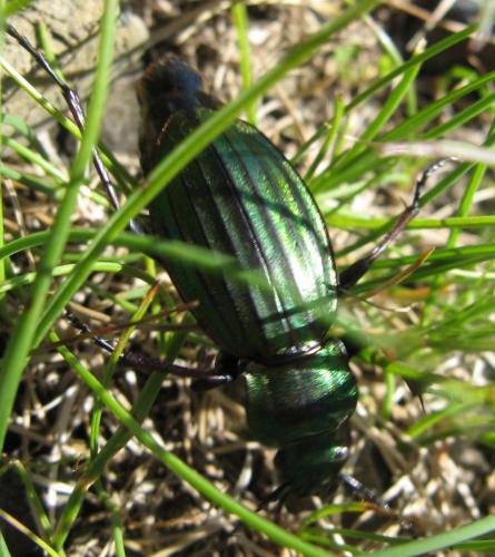 Carabus auronitens montanus