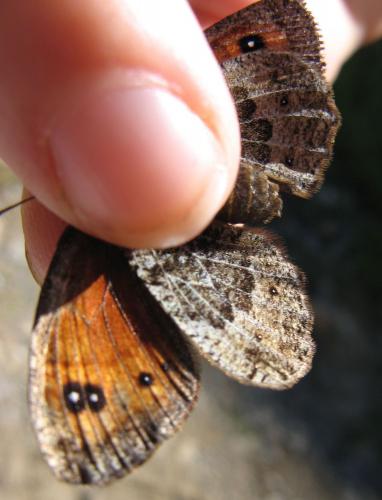 Erebia gorgone