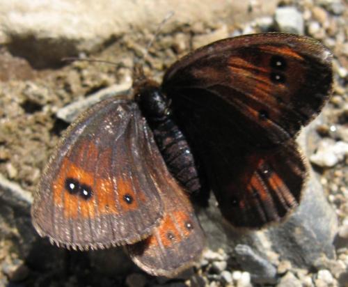 Erebia gorgone