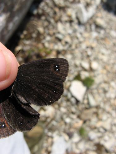 Erebia lefebvrei