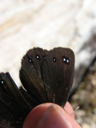 Erebia lefebvrei