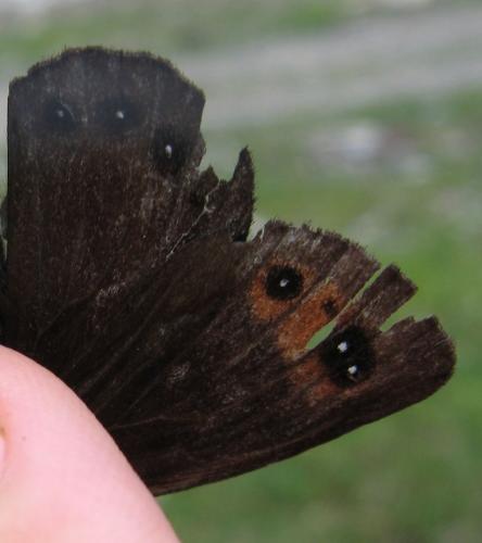 Erebia lefebvrei