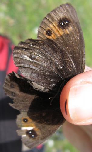 Erebia lefebvrei