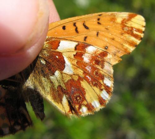 Réf. 73 604 : Boloria pales
