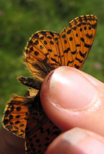 Réf. 73 605 : Boloria pales