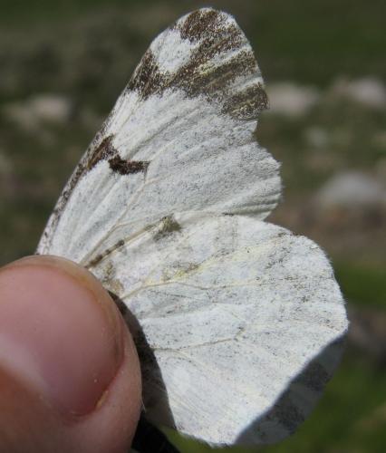 Réf. 73 606 : Euchloe simplonia