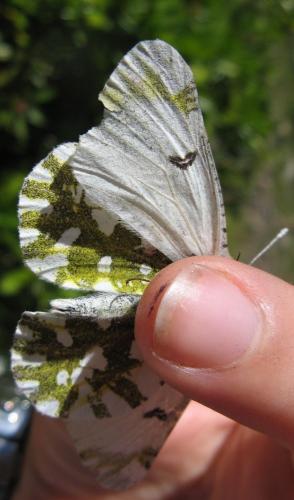 Réf. 73 607 : Euchloe simplonia