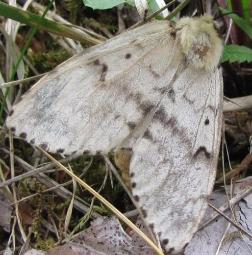 Lymantria dispar