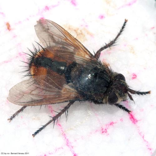 Tachina magnicornis