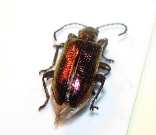 Plateumaris sericea