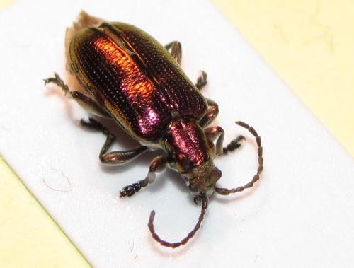 Réf. 73 297 : Plateumaris sericea