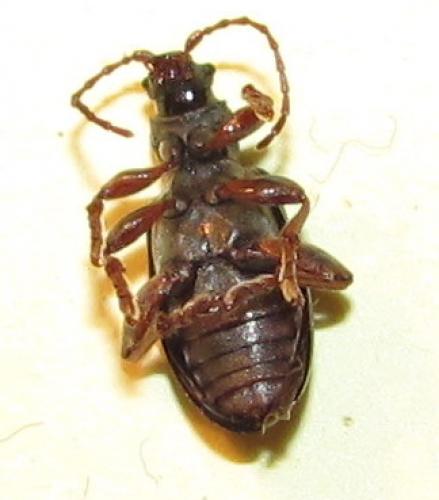 Réf. 73 579 : Plateumaris sp.