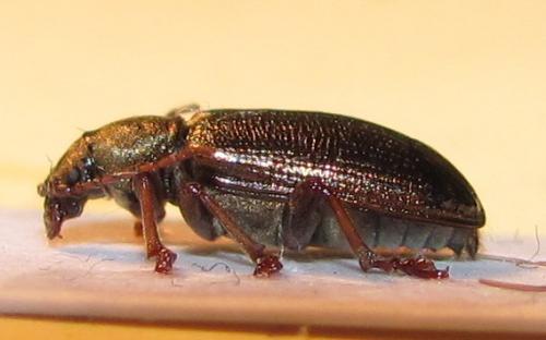 Réf. 73 580 : Plateumaris sp.