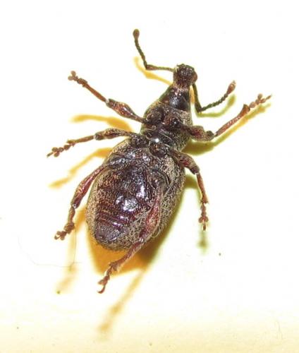 Réf. 73 614 : Otiorhynchus singularis