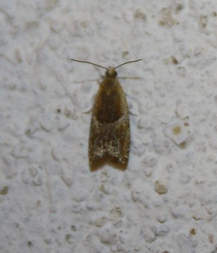 Réf. 73 926 : Ancylis obtusana