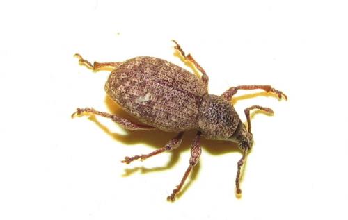 Réf. 73 613 : Otiorhynchus singularis