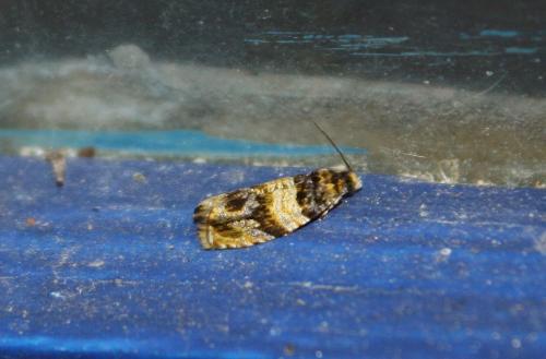 Réf. 73 924 : Celypha aurofasciana