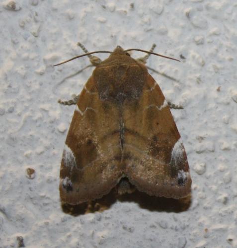 Réf. 73 291 : Cosmia affinis