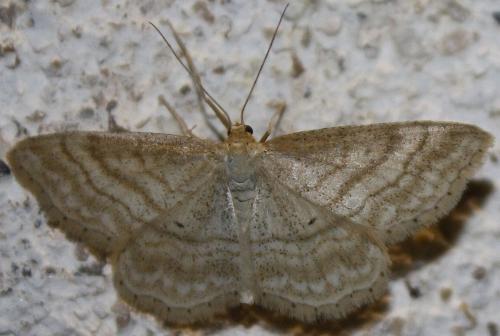 Réf. 73 781 : Idaea macilentaria