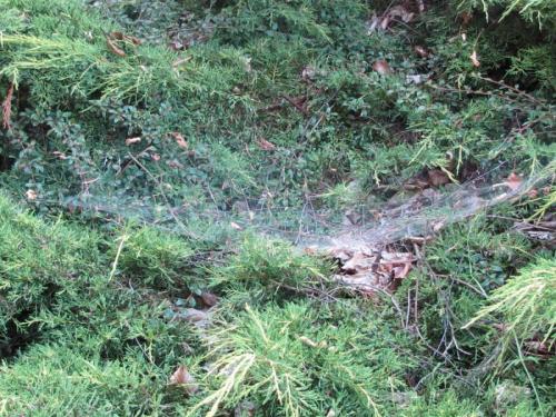 Agelena labyrinthica