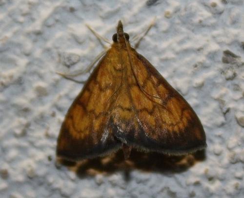 Ecpyrrhorrhoe rubiginalis
