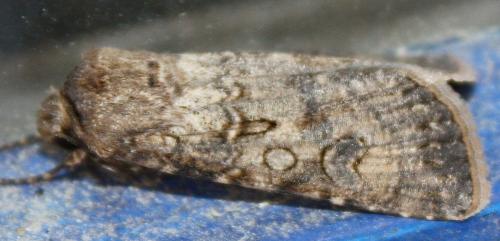 Agrotis segetum