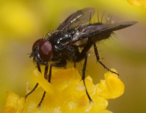 Réf. 73 678 : Nyctia halterata
