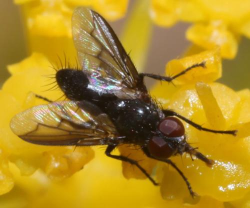 Réf. 73 679 : Nyctia halterata