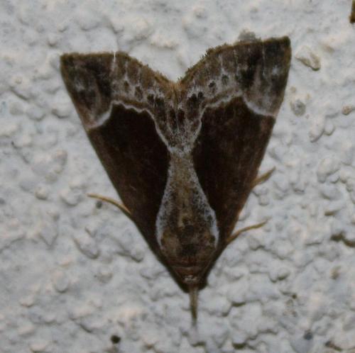 Hypena crassalis