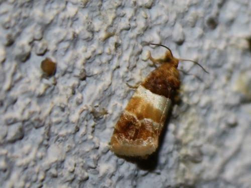 Epinotia festivana