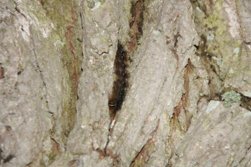 Lymantria dispar
