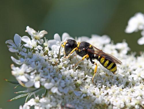 Réf. 73 062 : Ectemnius sp.
