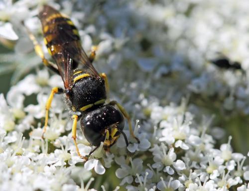Ectemnius sp.
