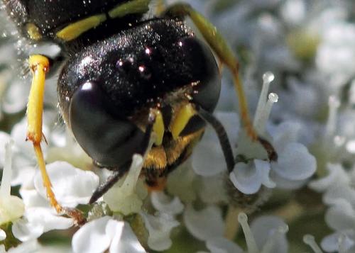 Réf. 73 118 : Ectemnius sp.