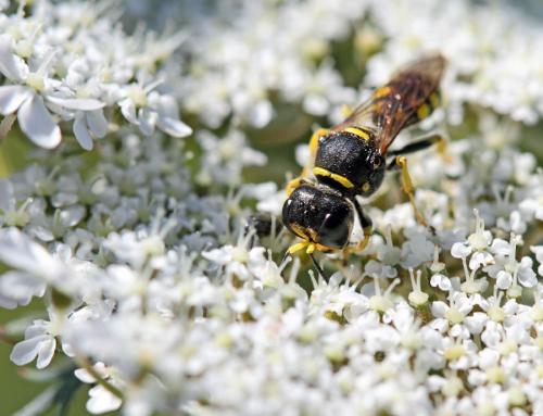Ectemnius sp.