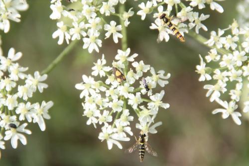 Réf. 73 948 : Pammene aurana