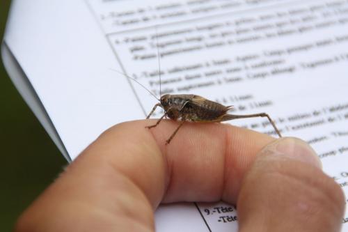 Pholidoptera griseoaptera