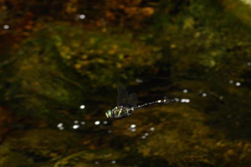 Macromia splendens