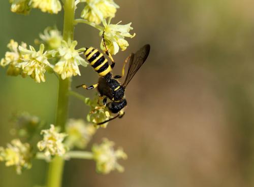 Cerceris arenaria