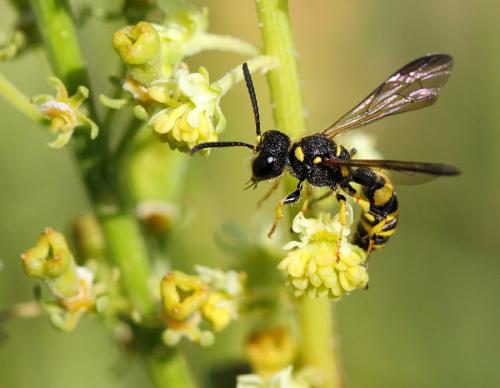 Cerceris arenaria