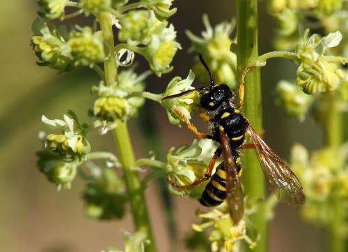 Cerceris arenaria