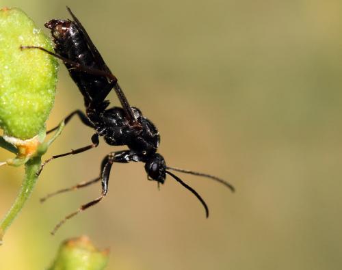 Formica sp.