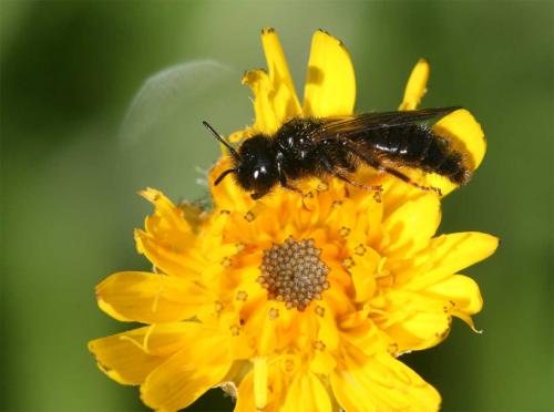 Réf. 73 883 : Panurgus sp.